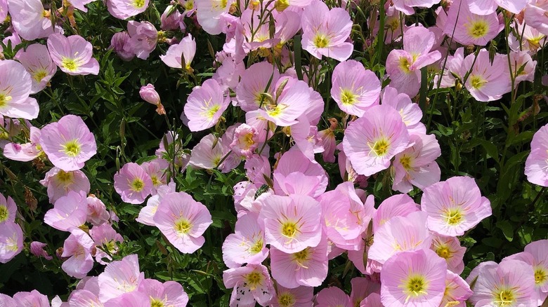 pink primroses with green leaves