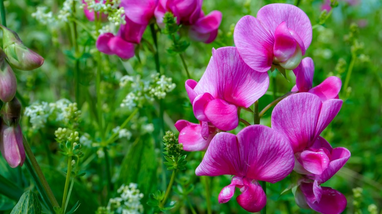 pink sweet pea flowers