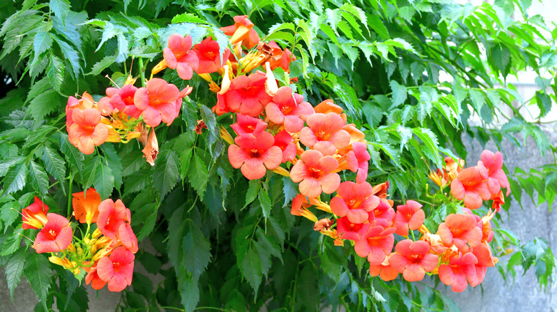 trumpet vine with flowers