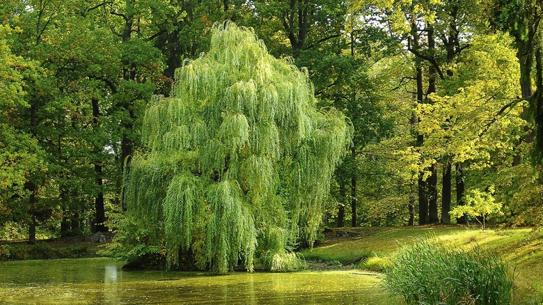 willow tree by a pond