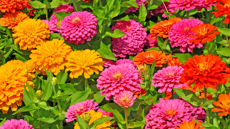 different colored zinnia flowers