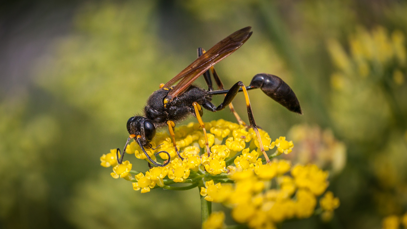 If You Dont Want Wasps In Your Garden, Avoid Growing These Plants