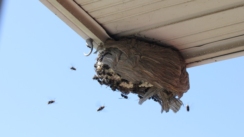 wasps around a nest under eaves