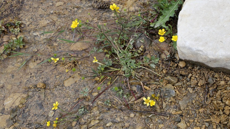 creeping buttercup on soil