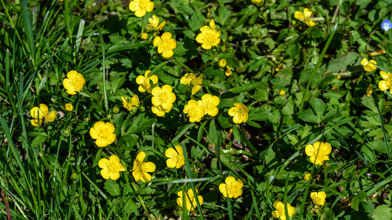 creeping buttercup on lawn