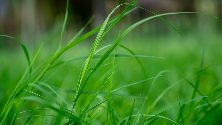 tall blades of bermudagrass