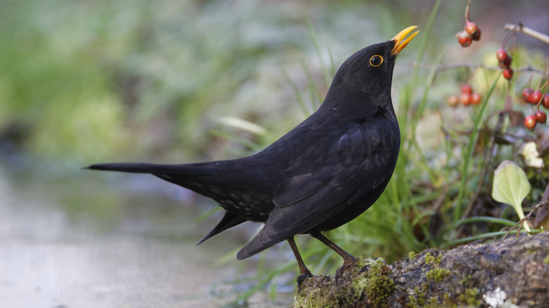 Blackbird perched on rock