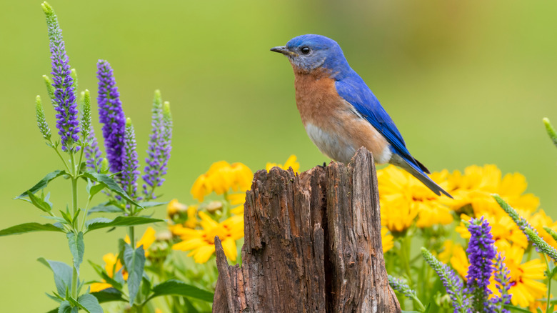 Bluebird perched on wood stump