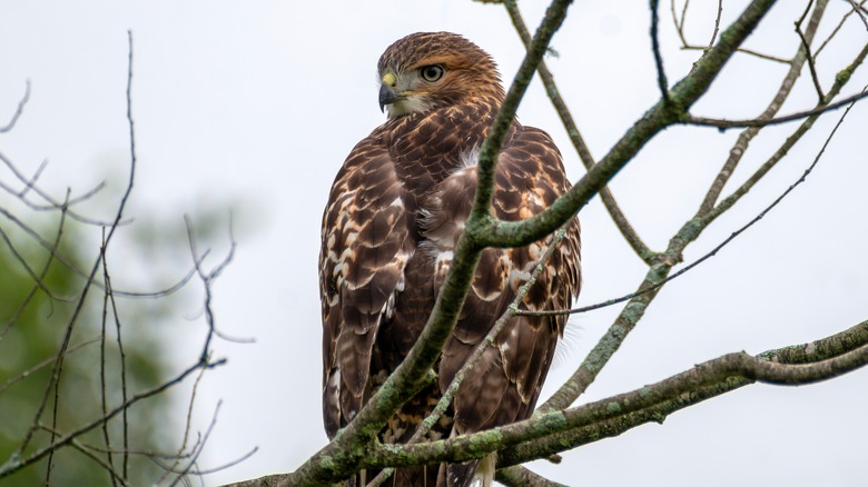 Hawk perched in tree top