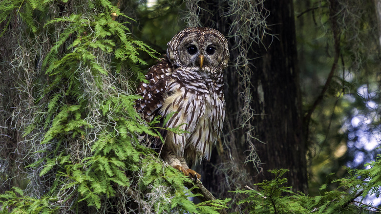 owl sitting on tree trunk