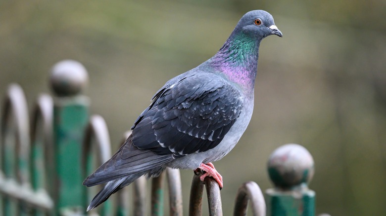 Pigeon perched on gate