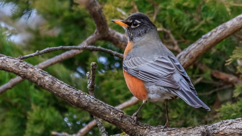 American robin perched on tree
