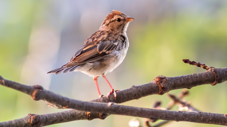Sparrow perched on tree branch