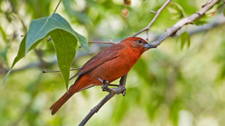 Hepatic tanager perched on branch