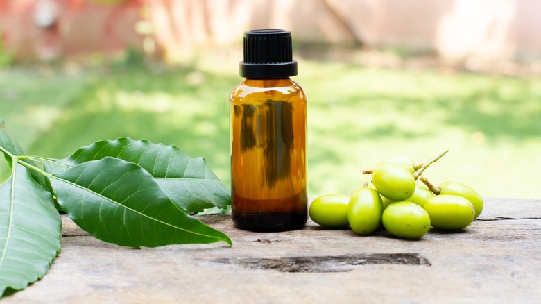 Neem oil, fruit, and leaves