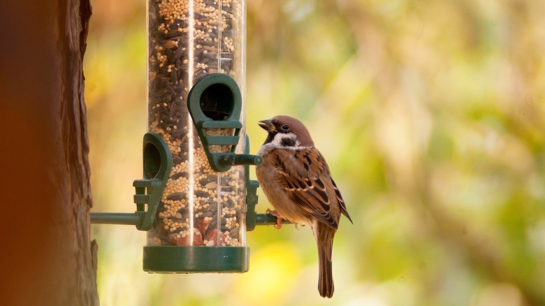 Bird at a bird feeder