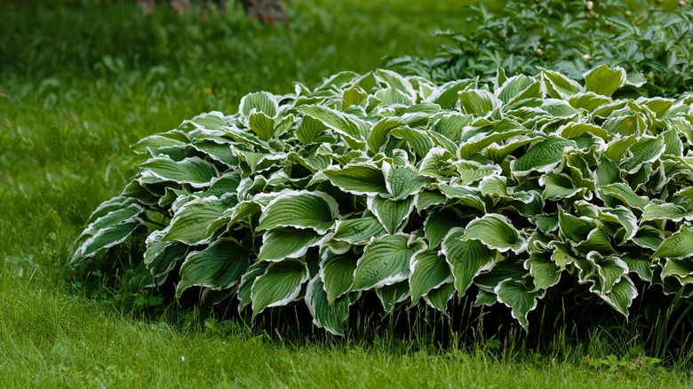 hostas by a lawn