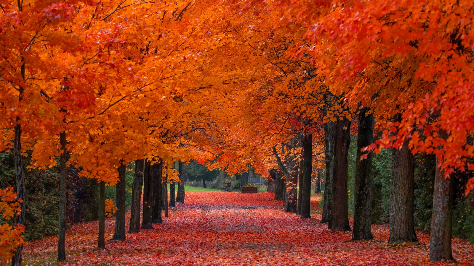 If You Have A Maple Tree In Your Yard, Avoid Planting This Type Of Grass