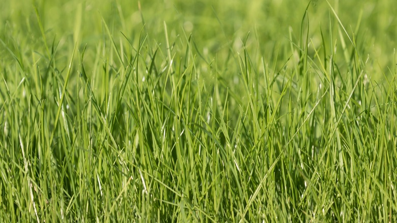 perennial ryegrass