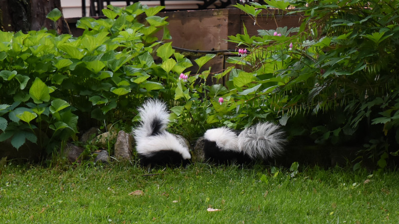 skunks exploring the yard