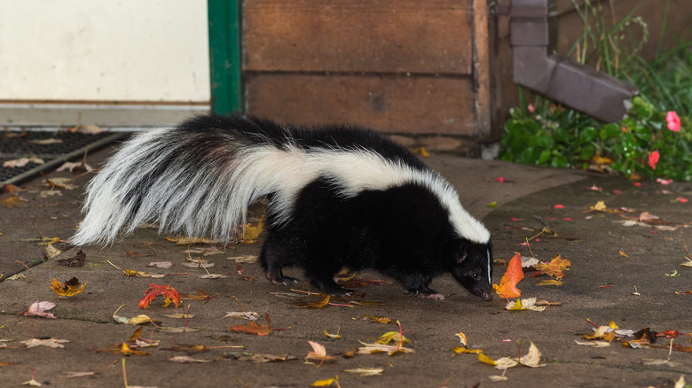 skunk near home