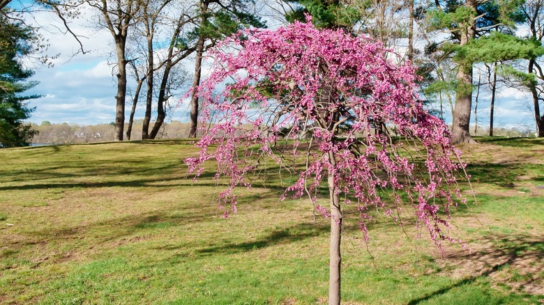 lavender twist redbud in garden