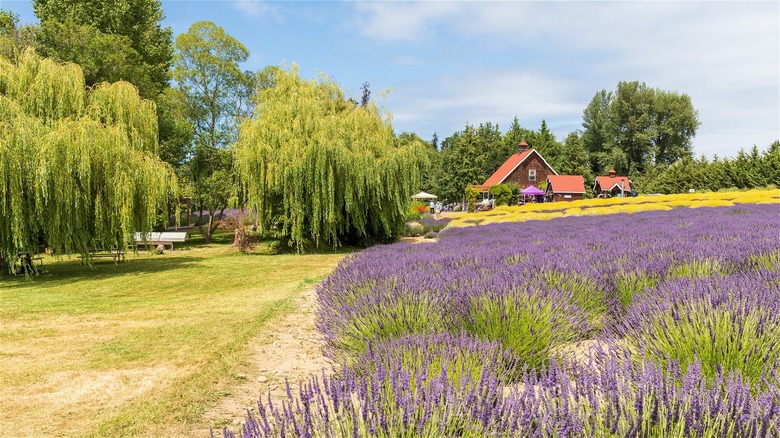 lavender and weeping willow