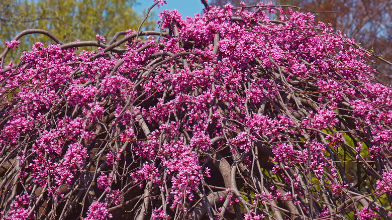 lavender twist redbud in bloom