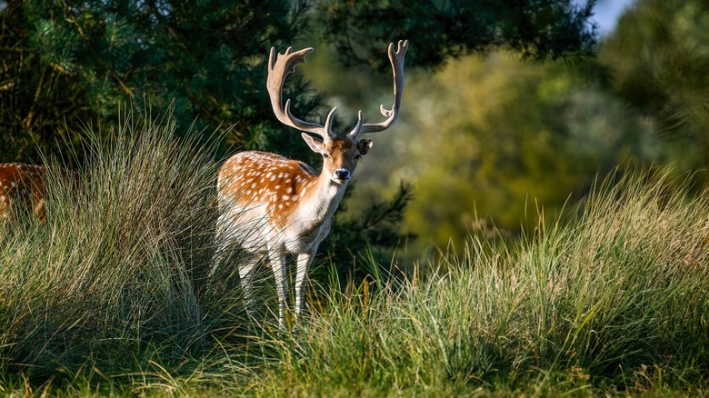 deer standing in grass