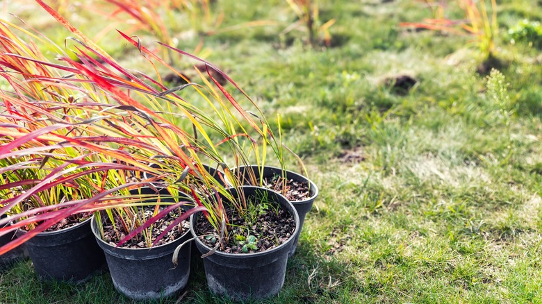 Red barron grass in pots