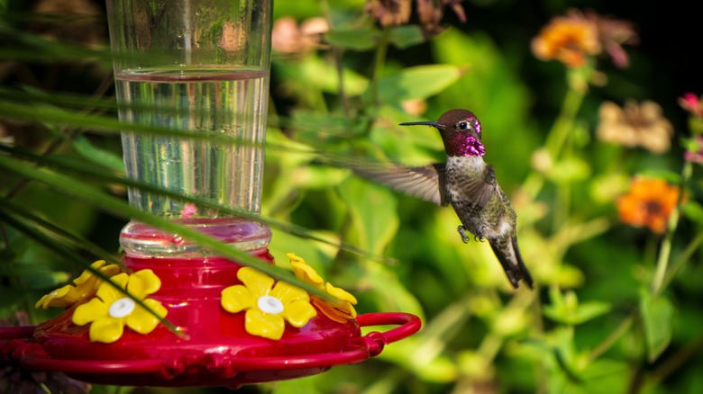 Hummingbird at feeder