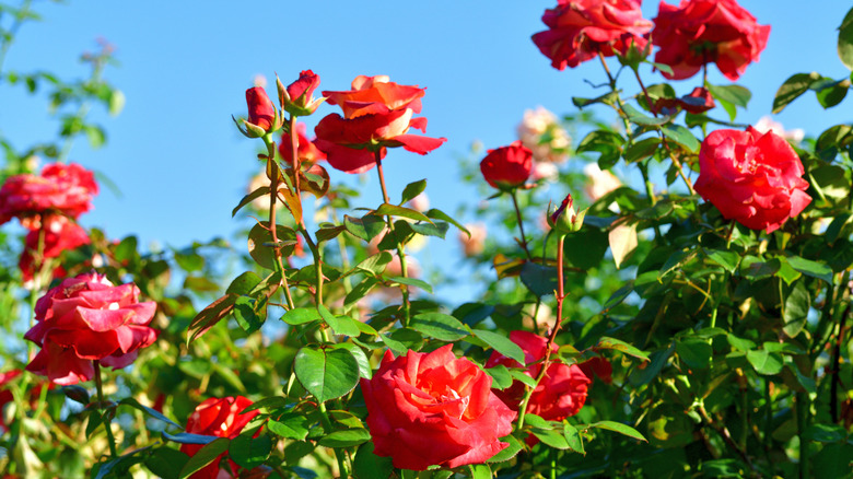 love of garden roses