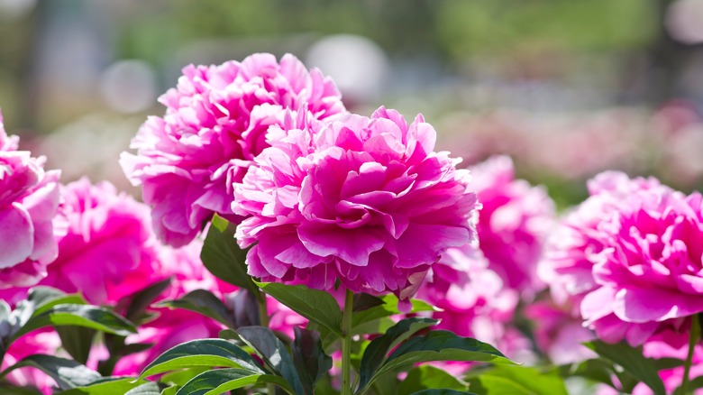 pink peonies