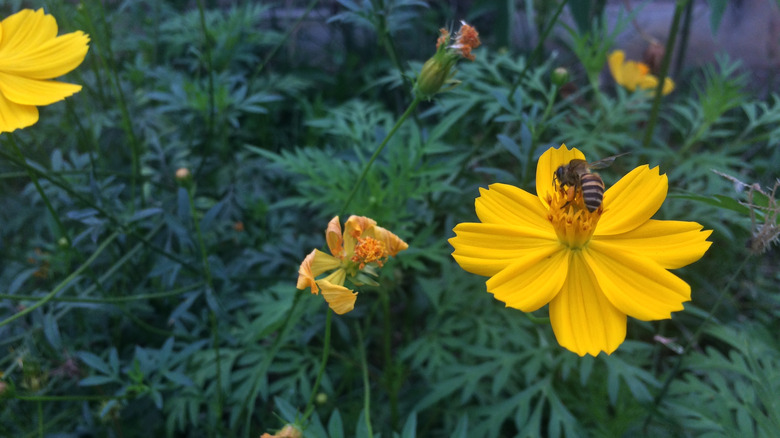 Bee on Tagetes Lemmonii flower