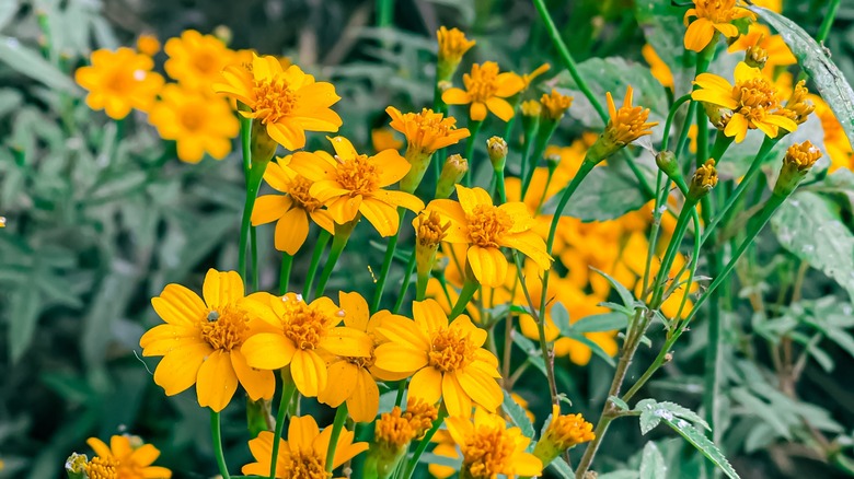 bush of Mexican marigolds