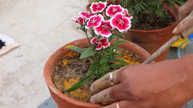 hands placing turmeric in pot plant