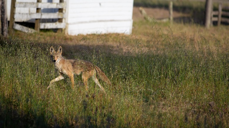 A coyote walking through a field near a building