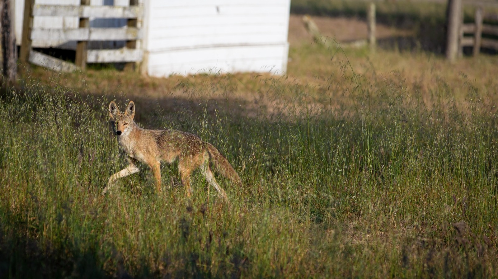 What To Do If You See A Coyote In Your Backyard