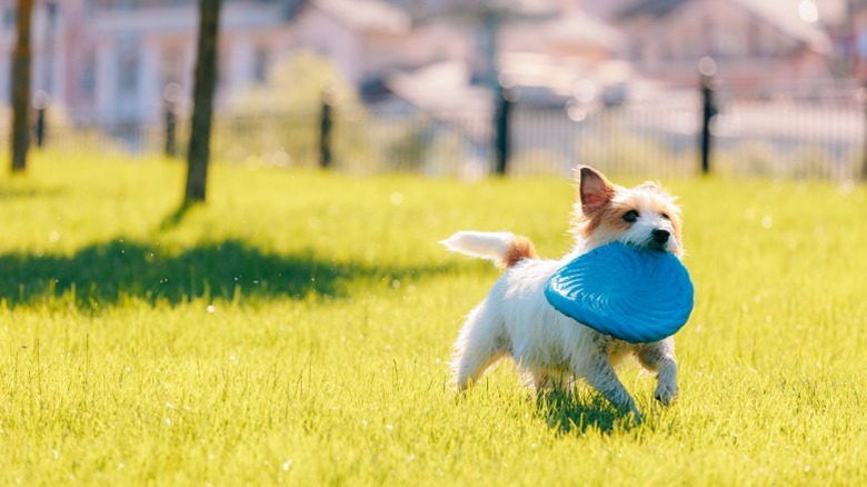 A small white terrier carrying a blue frisbee.