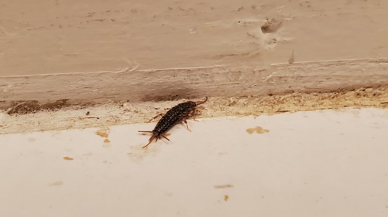 silverfish crawling on wood