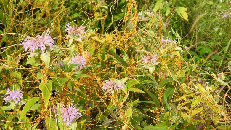 dodder on flowers