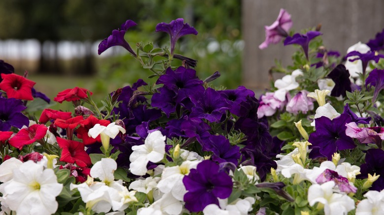 petunias in bloom