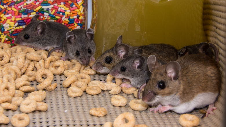 Mice in cabinet eating cereal