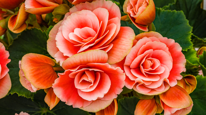 orange begonias