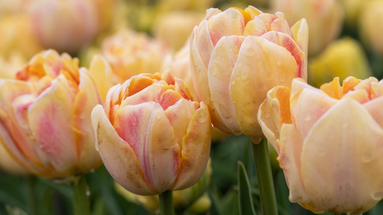 coral double tulips