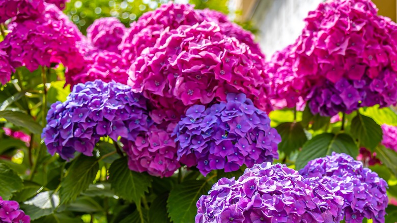 pink and purple hydrangeas