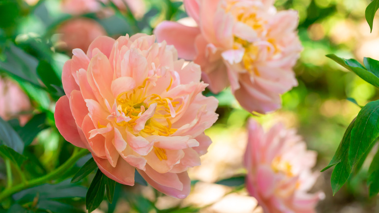 salmon colored peonies