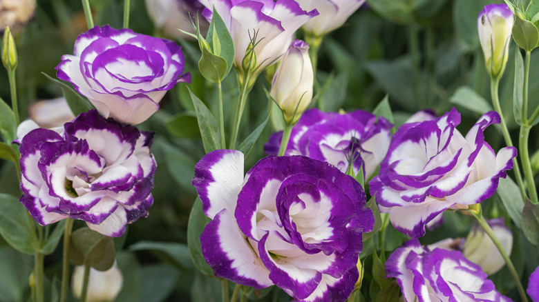 purple and white lisianthus flowers