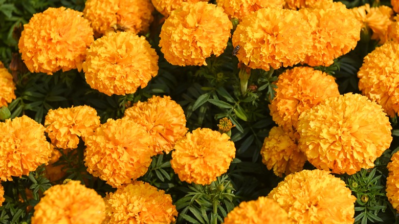 golden marigolds