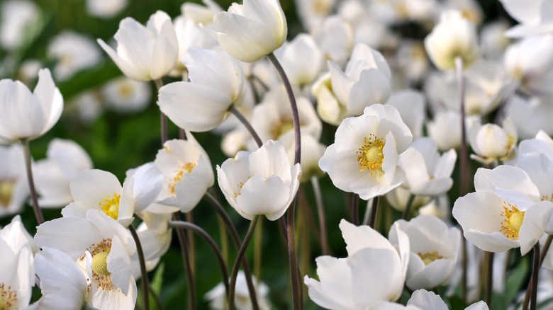 white and yellow anemone flowers